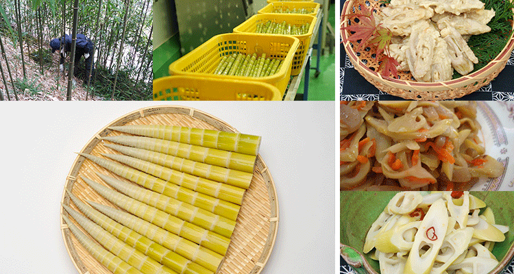 秋に採れる竹の子 高知県名産 四方竹のご紹介と販売 一財 夢産地とさやま開発公社